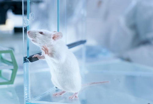 告別惡臭,守護呼吸健康,全面凈化動物實驗室空氣環境